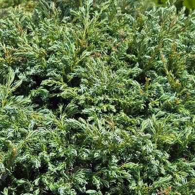 Chamaecyparis pisifera 'Cyano-viridis'