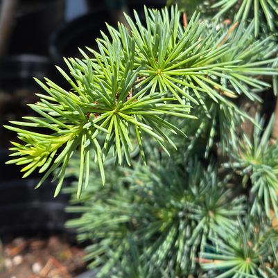 Cedrus atlantica 'Fastigiata'