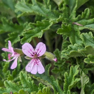 Pelargonium citrosa 'Petite Leaf Mosquito'