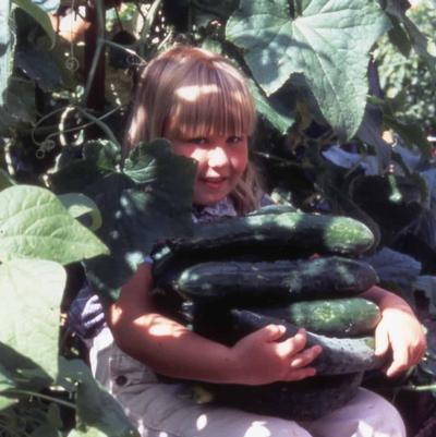 Cucumber 'Sweet Success'