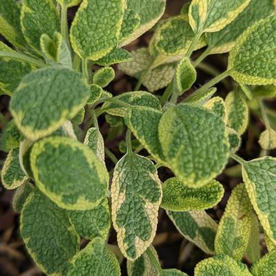 Salvia officinalis 'Icterina'