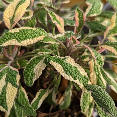 Salvia officinalis 'Tricolor'