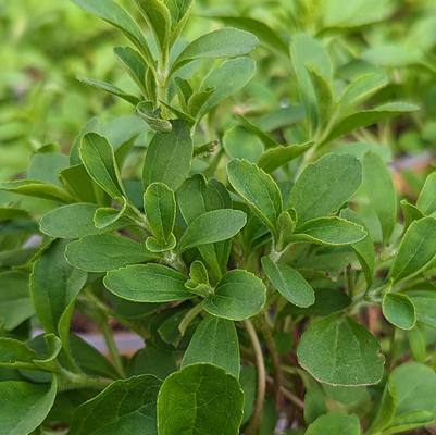Stevia rebaudiana