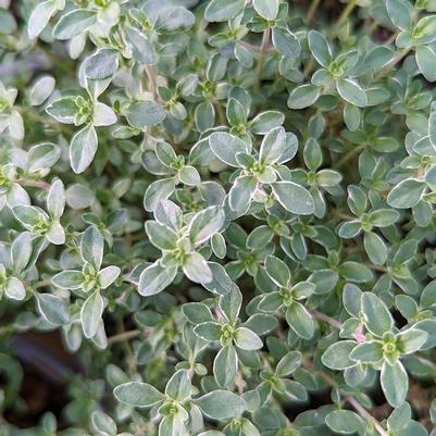 Thymus citriodorus 'Argenteus'
