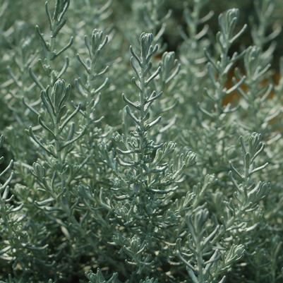 Helichrysum angustifolium