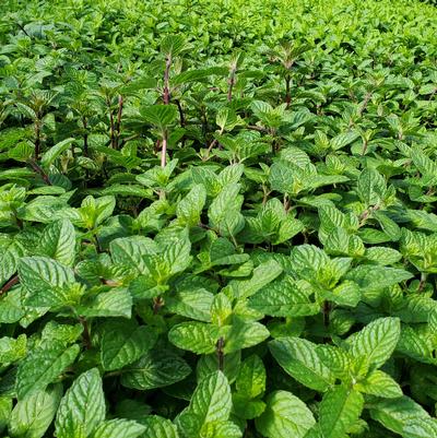 Mentha x Berries & Cream™