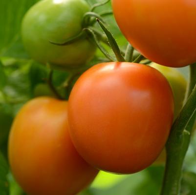 Tomato Heirloom Marriage™ 'Perfect Flame'
