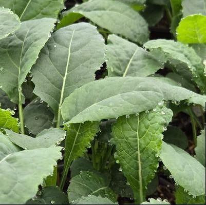 Kale Toscano
