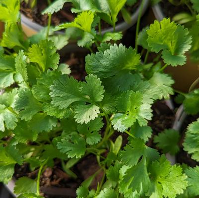 Coriandrum sativum