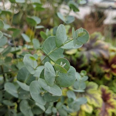 Eucalyptus 'Silver Dollar'