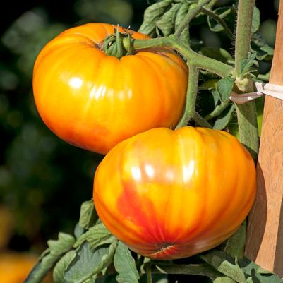 Tomato hybrid Buffalosun