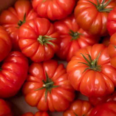 Tomato 'Buffalosteak'
