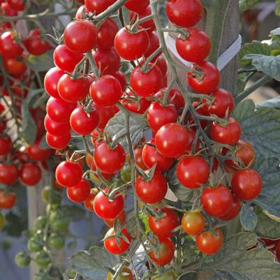 Tomato 'Crockini'