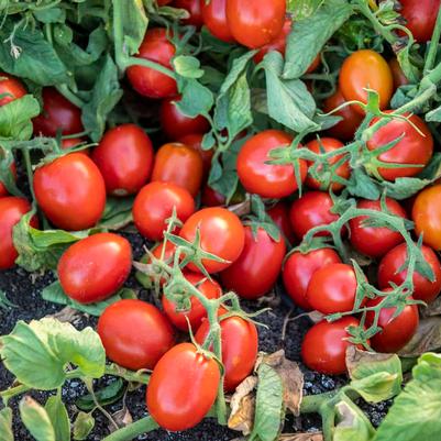 Tomato 'Early Resilience'
