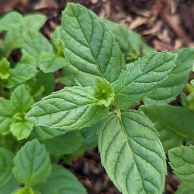 Mentha spicata