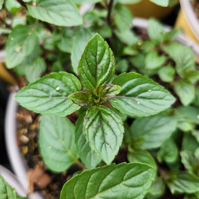 Mentha x piperita