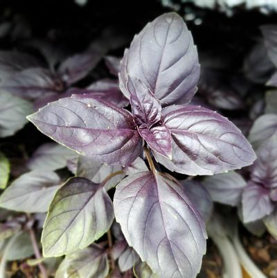 Ocimum basilicum Red Rubin