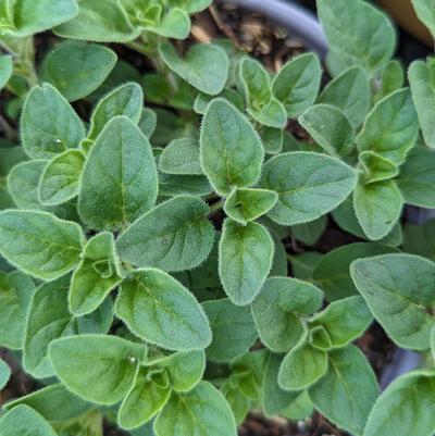 Origanum v.s. hirtum