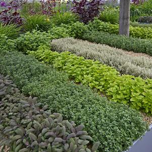 Designing Your Herb Garden