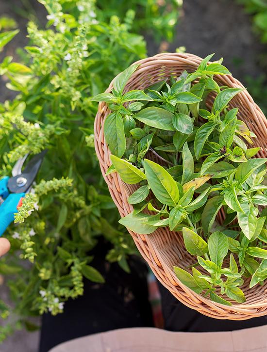 Harvesting Herbs