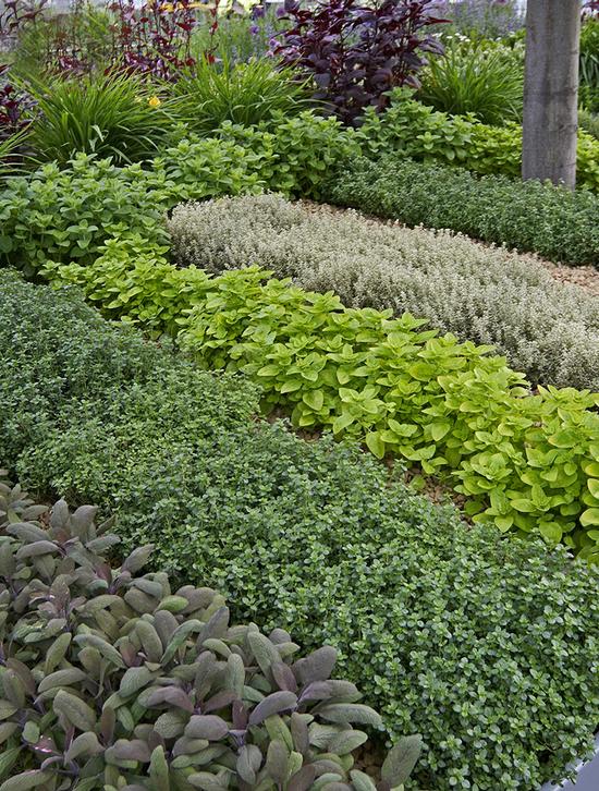 Designing Your Herb Garden