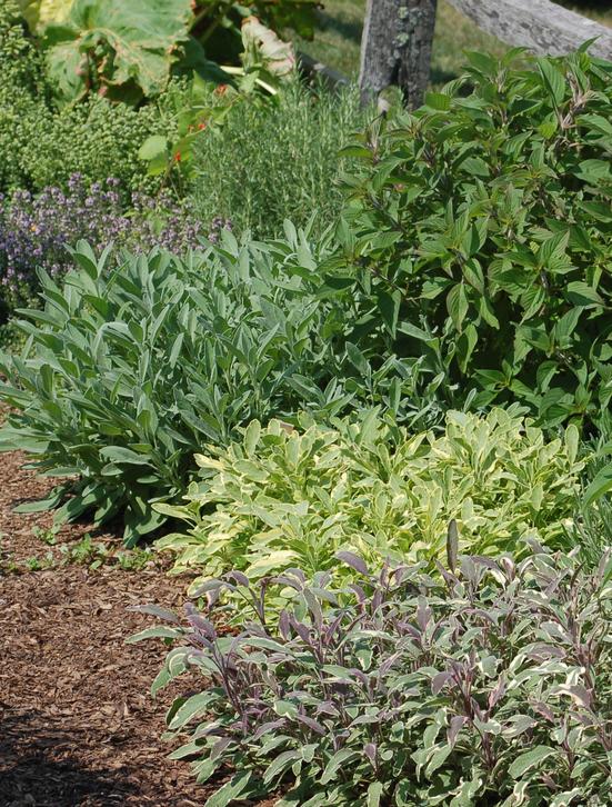 Planting Herbs Outdoors