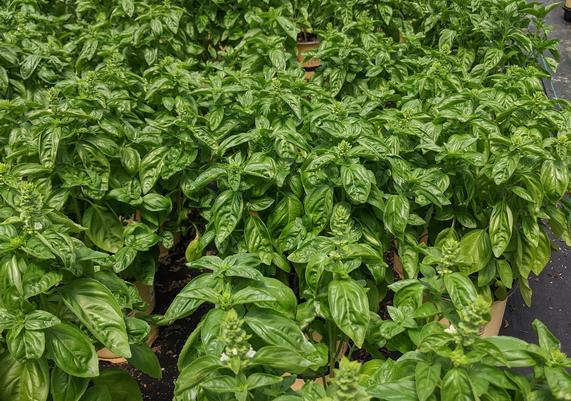 Basil Production
