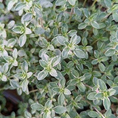 Thymus c. 'Argenteus'