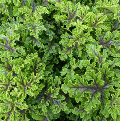 Pelargonium quercifolium 