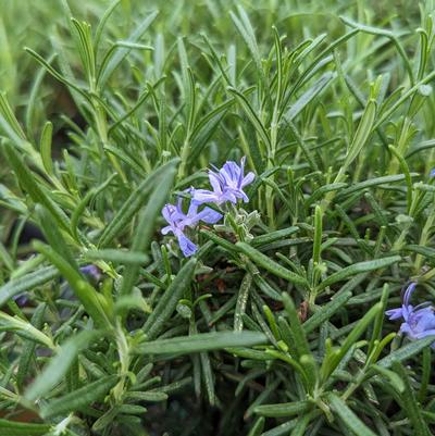 Rosmarinus 'Blue Spire'