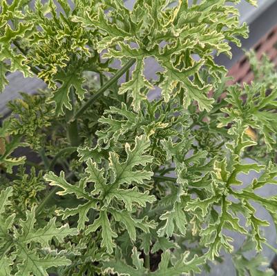 Pelargonium citrosa Lady Plymouth