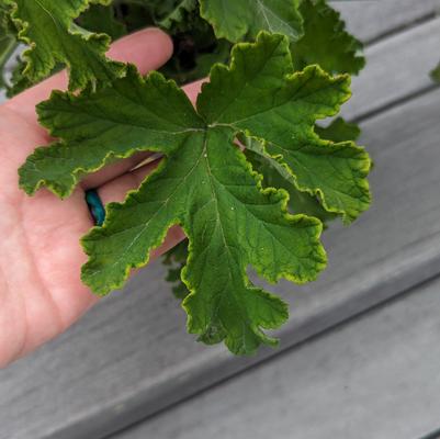 Pelargonium 'Sweet Mimosa'