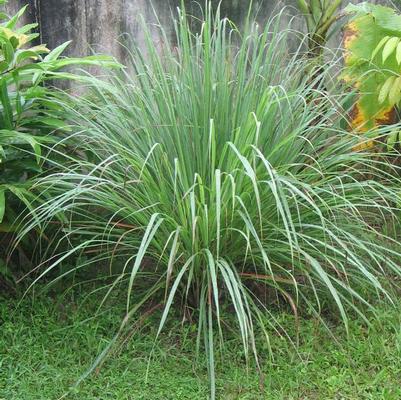 Cymbopogon citratus 