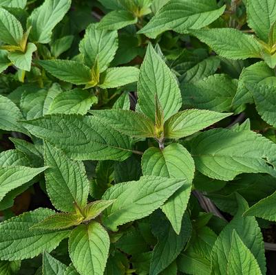 Salvia elegans 