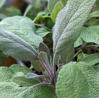 Salvia o. Purpurescens