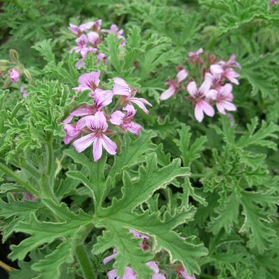 Pelargonium citrosa 