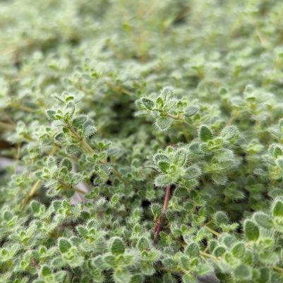 Thymus pseudolanuginosus 