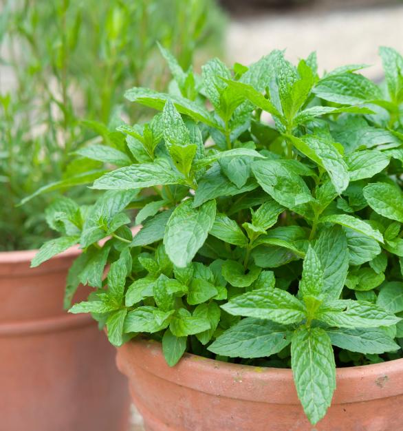 Growing in Containers