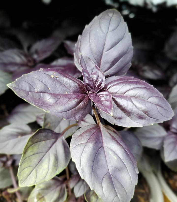 Ocimum Red Rubin