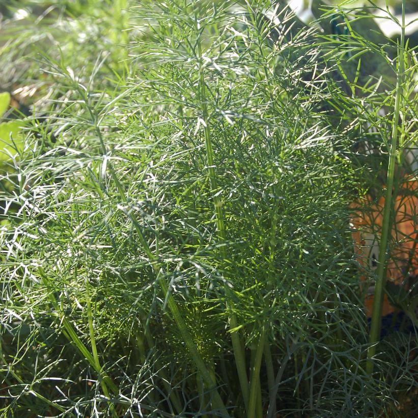 Anethum graveolens