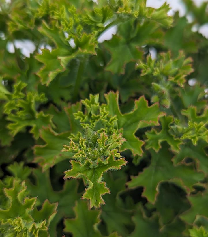 Pelargonium 'Lemona'