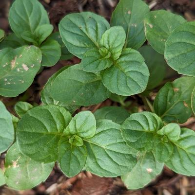 Mentha aquatica 'Citrata'